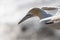 Close up of australasian gannet in flight looking for its nest at the muriwai colony