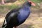 Close-up of an australasian swamphen or pukeko in a park