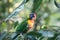 Close up Australia Green rainbow wild Parrot or lorikeet, on a