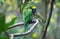 Close up Australia Green rainbow wild Parrot or lorikeet, clean