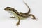 Close-up of Australian backyard lizard, white background