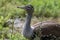 Close-up of an Australian Bustard (Ardeotis australis)