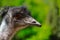 Close-up of Australian Emu Dromaius novaehollandiae, view of an Emu`s head