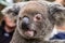 Close up of an Australian koala, Phascolarctos cinereus
