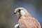 This is a close up of an Australian nankeen kestrel