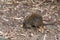 Close up of Australian native animal long-nosed potoroo