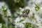 Close up of Australian native Fiddler Beetle, Eupoecila australasiae, family Scarabaeidae, feeding on nectar of Melaleuca tea tree