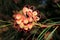 Close up of an Australian native grevillea flower