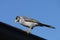 Close-up of an Australian Noisy Miner (Manorina melanocephala)