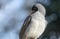 Close-up of an Australian Noisy Minor (Manorina melanocephala)