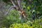 Close up of an australian Ringtail Possum sitting on a branch