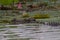 Close up of Australian Saltwater crocodile Crocodylus porosus amongst pink lotus lilies