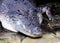 Close Up Of An Australian Saltwater Crocodile NSW Australia