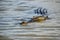 Close up of Australian saltwater crocodile stalking you in a murky river