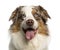 Close-up of a Australian Shepherd, 2 years old, panting