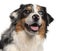 Close-up of Australian Shepherd dog, 1 year old