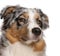 Close-up of Australian Shepherd dog, 6 months old