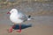 Close up of Australian silver gull on the beach.