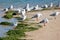 Close up of Australian silver gulls on the beach.