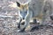 Close up of an Australian Wallaby in bush