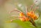 Close-up of Australian Wildflower Grevillea venusta