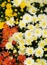 Close-up of autumn colored Chrysanthemums