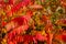 Close up of autumn colorful red and green trees and Staghorn Sumac leaves Rhus hirta syn. Rhus typhina