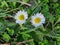 close-up of Autumn daisy or daisy (Bellis sylvestris)