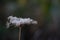 Close-up of an autumn dried flower of queen Annes Lace, Wild Carrot, Daucus carota on blurred forest background, selective focus