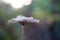 Close-up of an autumn dried flower of queen Annes Lace, Wild Carrot, Daucus carota on blurred forest background, selective focus