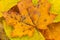 close up autumn golden color leaf texture, the leaves shape structure