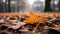 Close up of Autumn Leaves after Rain. Blurred Background