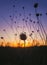 Close up autumn steppe nature, dry thorn thistle of Field scabious flowers shrub Knautia arvensis against sunset background with