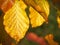 Close up of autumnal leaves. Nature background