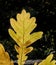 Close up of autumnal yellow oak leaf on black natural background