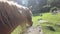 Close up of an Avelignese horse Haflinger with the typical long white mane in a meadow of Trentino with the forest in the