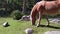 Close up of an Avelignese horse Haflinger with the typical white mane intent on grazing the grass in a meadow of Trentino with