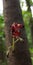 Close - up of Averrhoa bilimbi flower