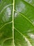 Close up the Awar Awar Leaves or Ficus Septica