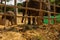 A close up of a awful scene of a adult Asian elephant and her calf chained in a small wooden enclosure for the