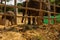 A close up of a awful scene of a adult Asian elephant and her calf chained in a small wooden enclosure for the entertainment of