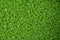 Close up Azolla background