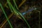 Close up of an azure bluet dragonfly holding to a slender plant against a blurred natural background