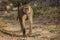 Close up of Baboon on Safari