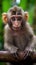 Close up of a baboon sitting.