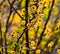 Close up of Babul Acacia nilotica flower.