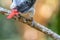 Close up Baby African grey parrot leg with the silver circle ring