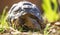 Close-up of a baby African tortoise eating grass foliage.