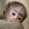 Close-up of baby black-faced gibbon in Ranthambore National Park