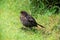 Close up of a baby blackbird